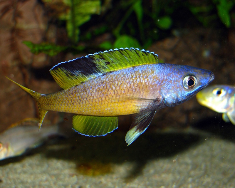 Cyprichromis sp. 'brilliant jumbo' (Speckleback Moba)